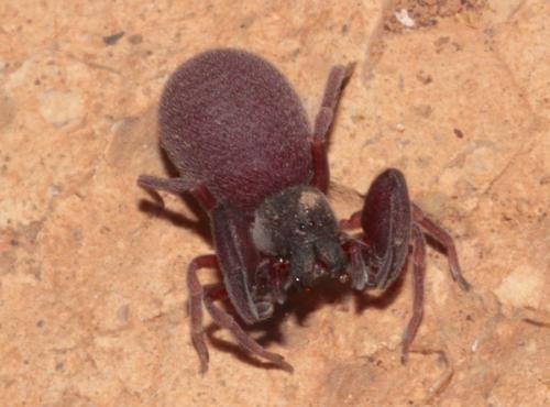 Palpimanus sp.